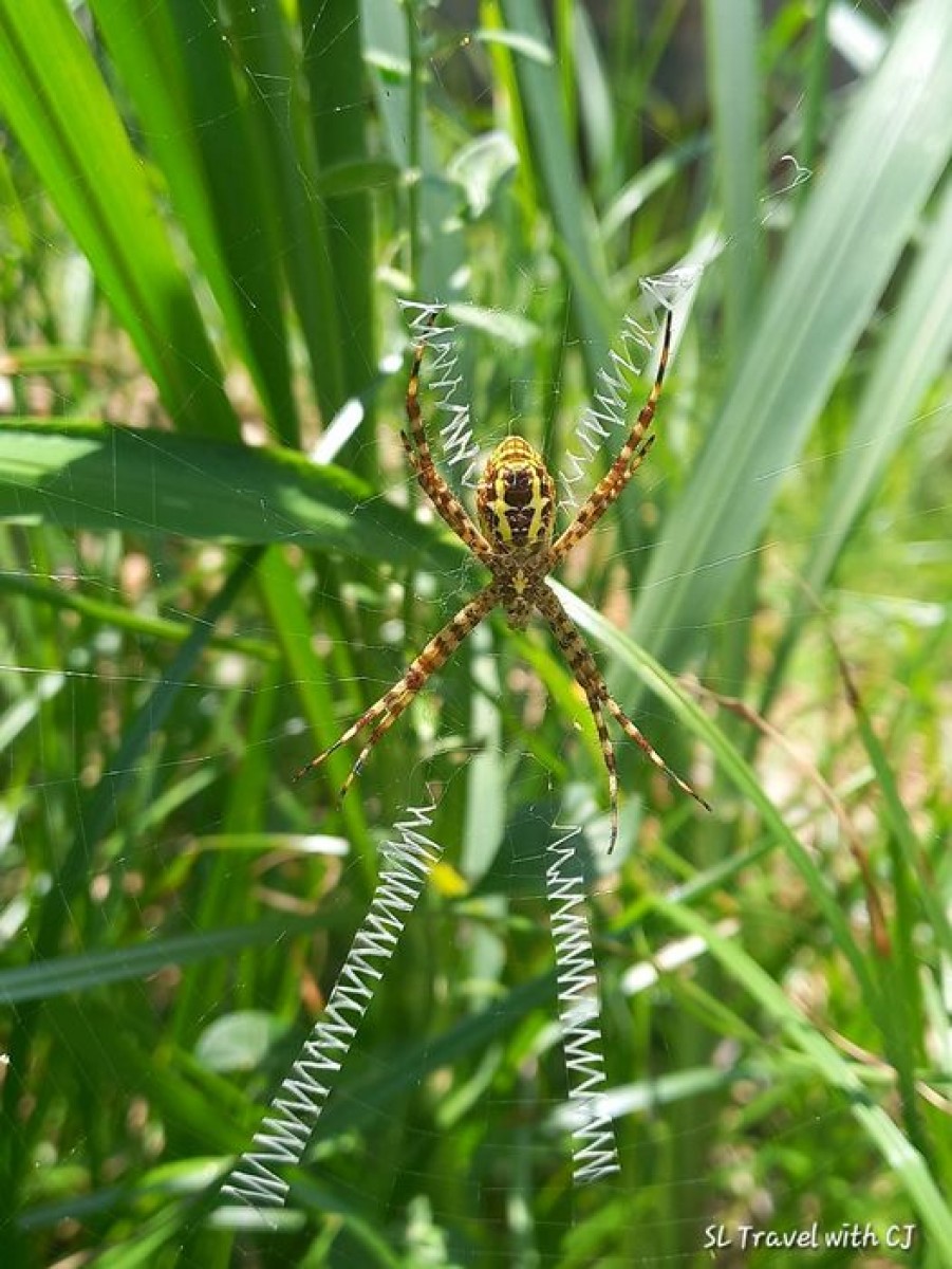 Argiope anasuja Thorell, 1887